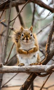 Preview wallpaper squirrel, animal, branches, cute