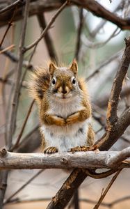 Preview wallpaper squirrel, animal, branches, cute