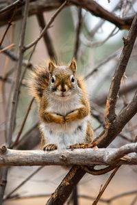 Preview wallpaper squirrel, animal, branches, cute