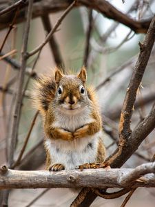Preview wallpaper squirrel, animal, branches, cute