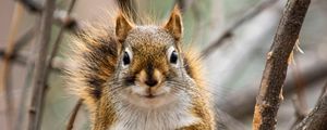 Preview wallpaper squirrel, animal, branches, cute