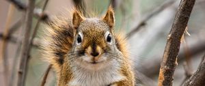 Preview wallpaper squirrel, animal, branches, cute