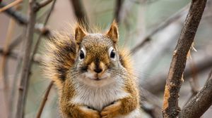 Preview wallpaper squirrel, animal, branches, cute