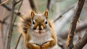 Preview wallpaper squirrel, animal, branches, cute