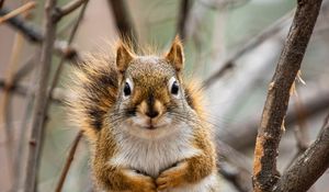 Preview wallpaper squirrel, animal, branches, cute