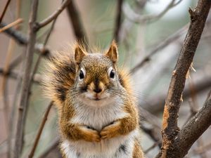 Preview wallpaper squirrel, animal, branches, cute