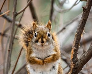 Preview wallpaper squirrel, animal, branches, cute