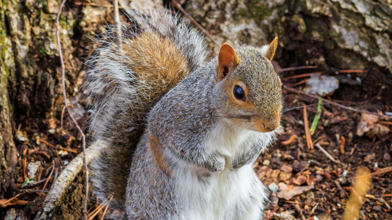 Wallpaper squirrel, animal, branches, wildlife