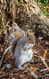 Preview wallpaper squirrel, animal, branches, wildlife