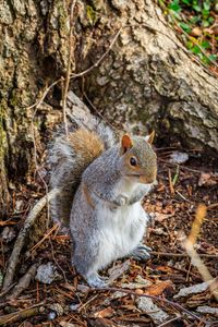 Preview wallpaper squirrel, animal, branches, wildlife