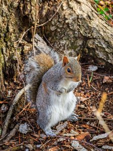 Preview wallpaper squirrel, animal, branches, wildlife