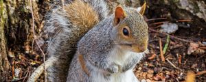 Preview wallpaper squirrel, animal, branches, wildlife