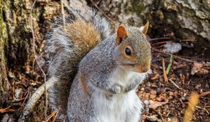 Preview wallpaper squirrel, animal, branches, wildlife