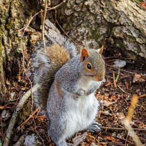 Preview wallpaper squirrel, animal, branches, wildlife