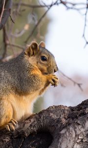 Preview wallpaper squirrel, animal, brown, tree, branch