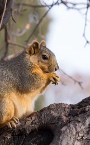 Preview wallpaper squirrel, animal, brown, tree, branch