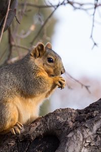 Preview wallpaper squirrel, animal, brown, tree, branch