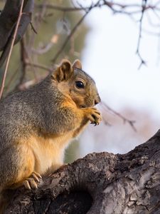 Preview wallpaper squirrel, animal, brown, tree, branch