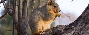 Preview wallpaper squirrel, animal, brown, tree, branch