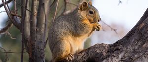 Preview wallpaper squirrel, animal, brown, tree, branch