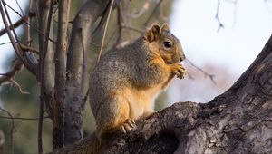 Preview wallpaper squirrel, animal, brown, tree, branch