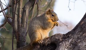 Preview wallpaper squirrel, animal, brown, tree, branch