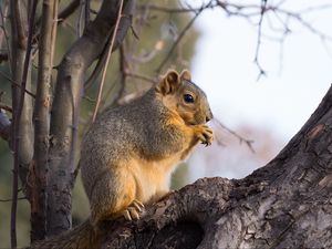 Preview wallpaper squirrel, animal, brown, tree, branch