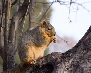 Preview wallpaper squirrel, animal, brown, tree, branch