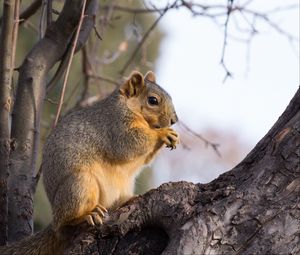 Preview wallpaper squirrel, animal, brown, tree, branch