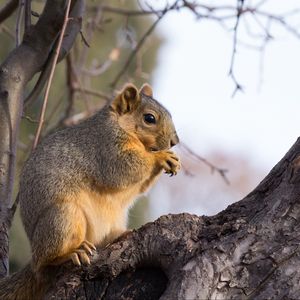 Preview wallpaper squirrel, animal, brown, tree, branch