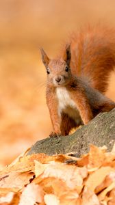 Preview wallpaper squirrel, animal, brown, leaves, autumn