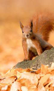 Preview wallpaper squirrel, animal, brown, leaves, autumn