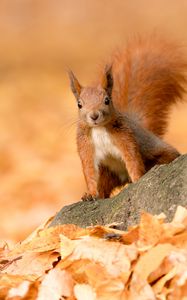 Preview wallpaper squirrel, animal, brown, leaves, autumn