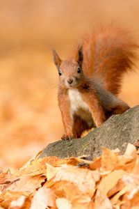 Preview wallpaper squirrel, animal, brown, leaves, autumn