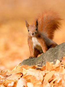 Preview wallpaper squirrel, animal, brown, leaves, autumn