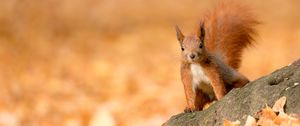 Preview wallpaper squirrel, animal, brown, leaves, autumn