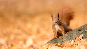 Preview wallpaper squirrel, animal, brown, leaves, autumn