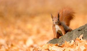 Preview wallpaper squirrel, animal, brown, leaves, autumn