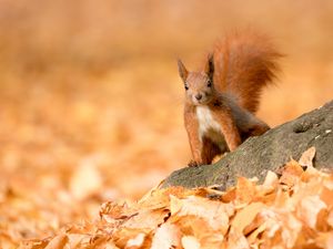 Preview wallpaper squirrel, animal, brown, leaves, autumn