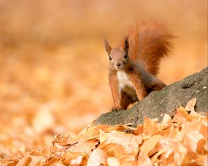 Preview wallpaper squirrel, animal, brown, leaves, autumn