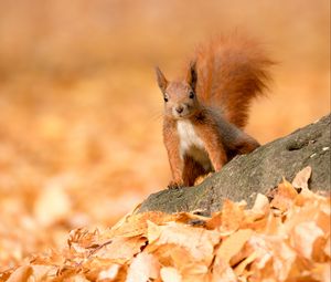 Preview wallpaper squirrel, animal, brown, leaves, autumn