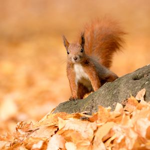 Preview wallpaper squirrel, animal, brown, leaves, autumn