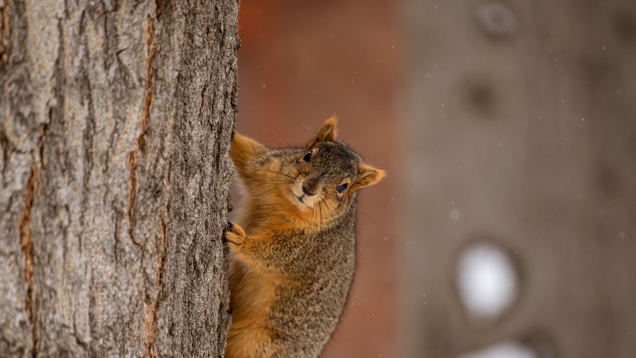 Wallpaper squirrel, animal, brown, tree