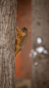 Preview wallpaper squirrel, animal, brown, tree