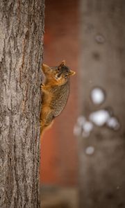 Preview wallpaper squirrel, animal, brown, tree