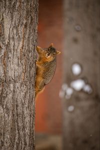 Preview wallpaper squirrel, animal, brown, tree