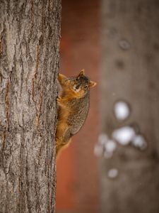 Preview wallpaper squirrel, animal, brown, tree