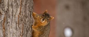 Preview wallpaper squirrel, animal, brown, tree