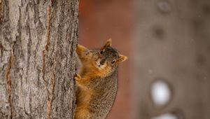 Preview wallpaper squirrel, animal, brown, tree