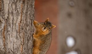 Preview wallpaper squirrel, animal, brown, tree